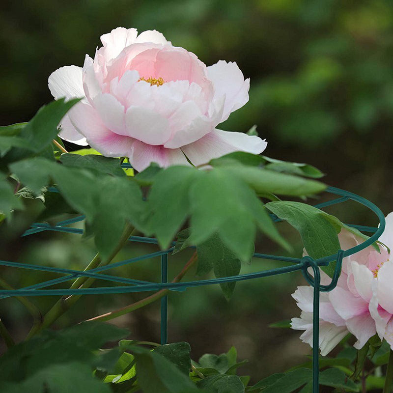 Garden Plant Climbing Fixed Pole