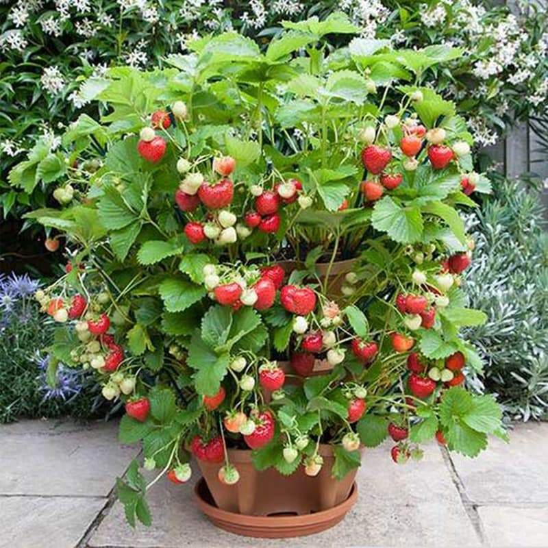 Plant Festival Special - Stand stack of planting strawberry plant pots